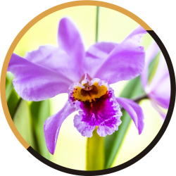 orquideas y tradicion principal